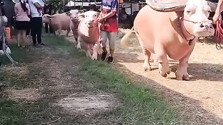 Little bufallo