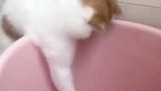 Cute cats 12