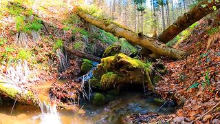 Naturesss