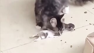 cat is hard to be a mom