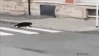 The cat is the opposite