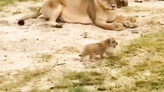 While the little cat meow and grow up
