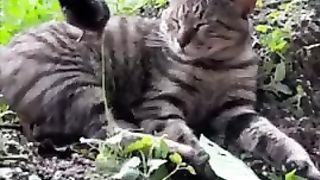cat and chickens