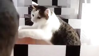 Cats come in 3 types