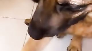 dog playing hide and seek