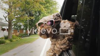 Dog looking