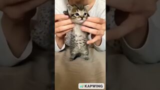 Cute kittens 2