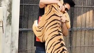 Its Difficult to Control Big Bengal Tiger