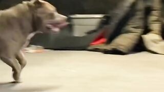 This little kid has amazing control over this GIANT pit bull Dog
