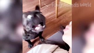 Best Funny Animal Videos Of The 2023 6
