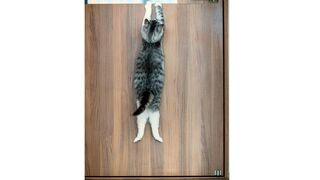 Funny Animals vedio వీటితో ఆట వద్దే వద్దు బాబోయ్