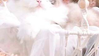 Cute anime