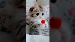 Cats cats 2