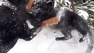 Les chiens amusant