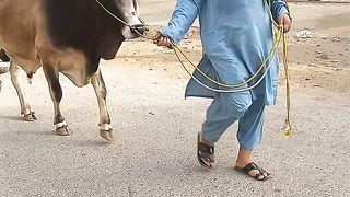 My qurbani 2023