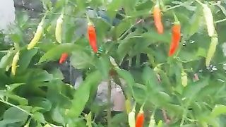 Chili