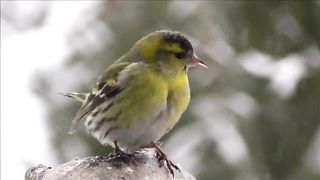 Relaxing Music For Stress Relief| Anxiety and Depressive States |Body and Soul | Natural Beauty
