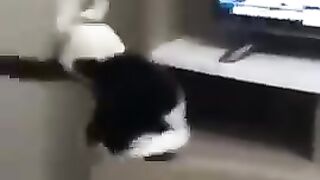Funny  pets