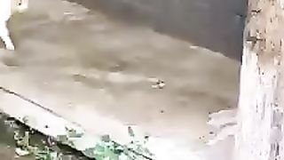 CAT SEARCHING HER BABY.