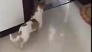 Essayer De Ne Pas Rire - Vidéos Drôles de Chats et de Chiens 3