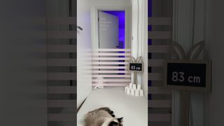 Funny cats 50