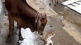 Funny video