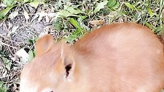 Squirrel 4