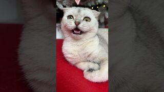 Cat - hause