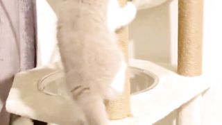 Cute cats | catoo playing| sweetest cats | paying cats | pets