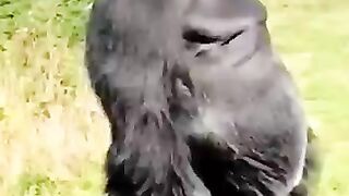 N'essayez pas de prendre des photos de de ces animaux