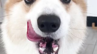 Very funny dog | funny dog | amazing dog | cute dog
