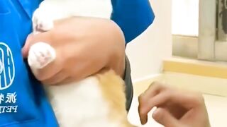 Cats video 3