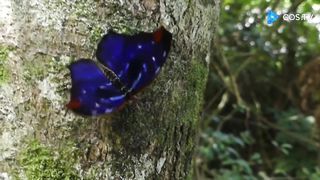 BORBILETA AZUL,,,,,,,BLUE BUTTERFLY