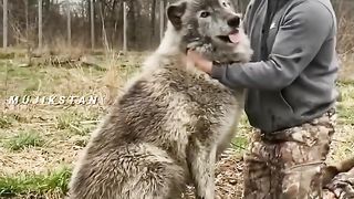 Bloodthirsty wolf with people