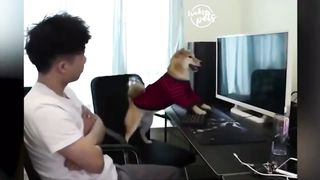 vidéo drôle animaux chien et chat tiktok compilation