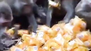 Hungry monkeys are so funny ))