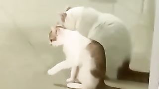 Funny animals Funniest cats and dogs video