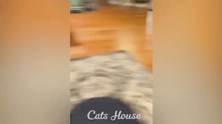 Animaux les plus drôles 2023 ???? Nouveaux chats et chiens drôles ???????? Partie 22