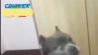 Chien ???? drôle