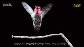 colibri