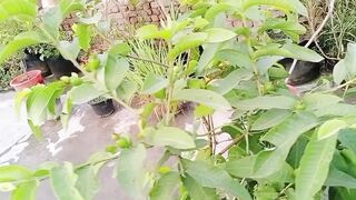 امرود کے پودے کا پھل دیکھیں اور پودوں سے کیا چھت کو کوئی نقصان ہوتا ہے