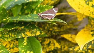 AMIGA BORBOLETA
