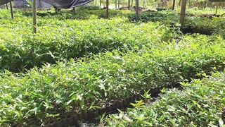Iron Bamboo Production- Kumikita Agad kahit di pa nag Mature_ How_.