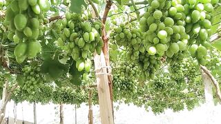 Foliar Fertilizer Application, Pampalaki at pampatamis ng bunga ng ubas