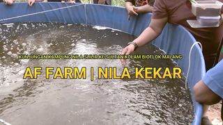 PENDEDERAN NILA KEKAR DI KOLAM BIOFLOK _ SULTAN NILA KEKAR DI MALANG