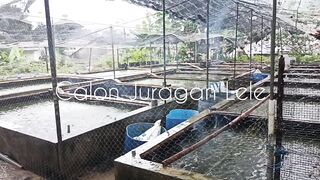 Rahasia Ikan Lele Cepat Besar