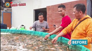 Pembenihan Ikan Nila Bangkok (Black NILS) Terbesar di Subang Jawa Barat
