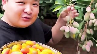 fresh mango picking