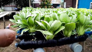 Cara menanam pakcoy di botol bekas, semai sampai panen __ how to grow mustard in used bottles