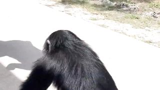 Reunited and It Feels So Good- Our Big Boy Limbani